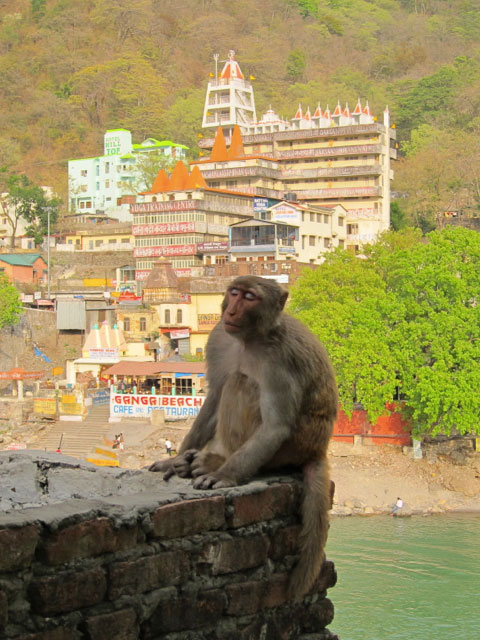 A monkey perched on a cliff overlooking the Ganges River