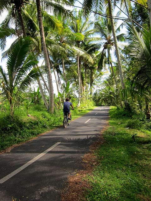 A man riding a bike on a path surrounded by palm trees